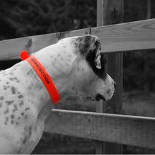 Ladda upp bild till gallerivisning, All Weather orange