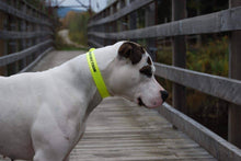 Ladda upp bild till gallerivisning, All Weather Yellow