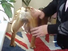 Ladda och spela upp video i Gallerivisaren, K9 Premating Test 10 pack