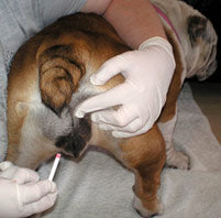 Ladda upp bild till gallerivisning, K9 Premating Test 30 pack