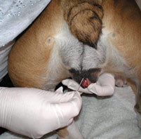 Ladda upp bild till gallerivisning, K9 Premating Test 50 pack