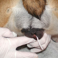 Ladda upp bild till gallerivisning, K9 Premating Test 10 pack